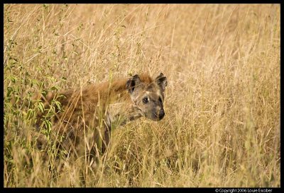 Serengeti_1436.3.jpg