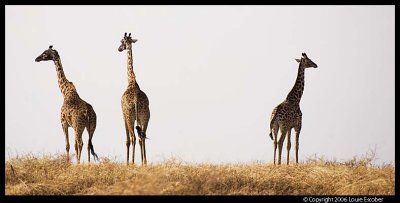Serengeti_1454.3.jpg
