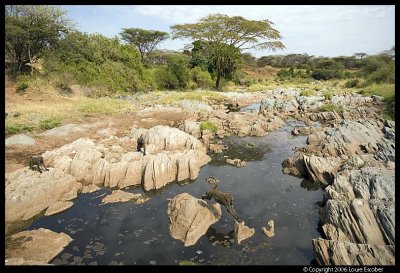 Serengeti_1537.3.jpg