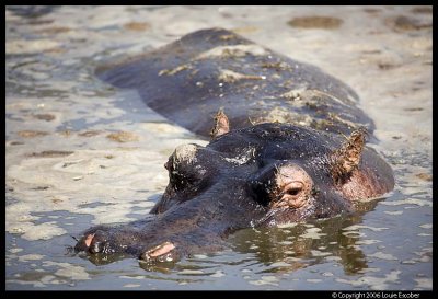 Serengeti_1566.3.jpg