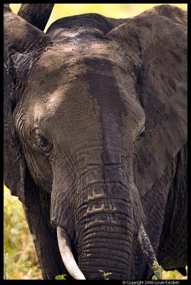Serengeti_1647.3.jpg