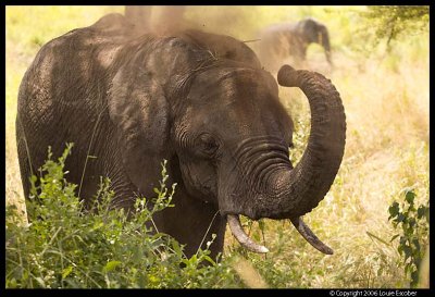 Serengeti_1667.3.jpg