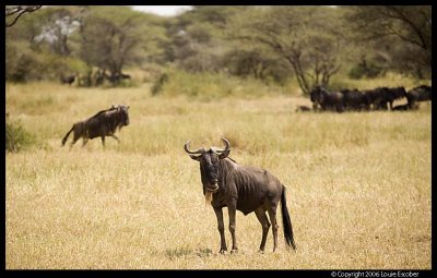 Serengeti_1691.3.jpg
