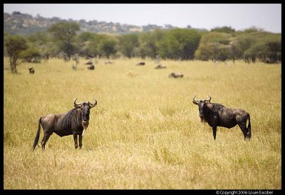 Serengeti_1698.3.jpg