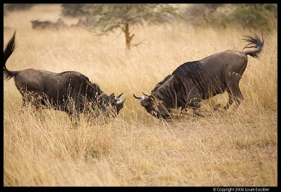 Serengeti_1726.3.jpg