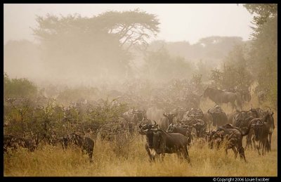 Serengeti_1757.3.jpg