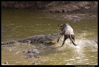 Serengeti_1777.3.jpg