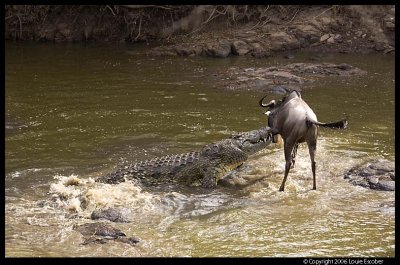 Serengeti_1779.3.jpg