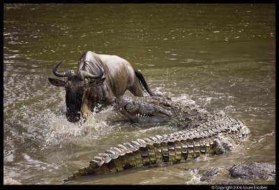 Serengeti_1791.3.jpg