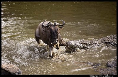 Serengeti_1798.3.jpg