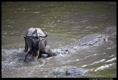 Serengeti_1806.3.jpg