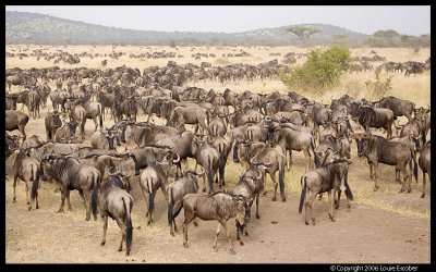 Serengeti_1821.3.jpg