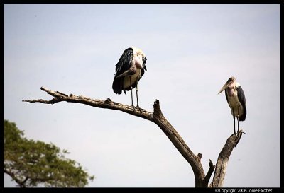 Serengeti_1949.3.jpg