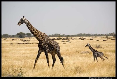 Serengeti_1988.3.jpg