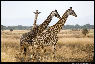 Serengeti_2023.3.jpg