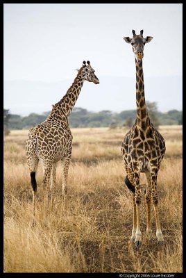 Serengeti_2030.3.jpg