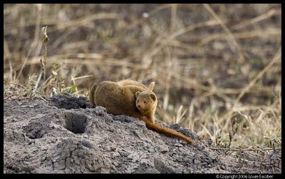 Serengeti_2082.3.jpg