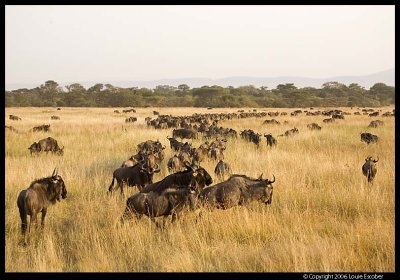 Serengeti_2142.3.jpg