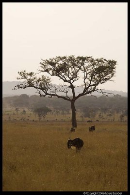 Serengeti_2210.3.jpg