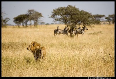 Serengeti_2228.3.jpg