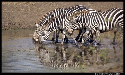 Serengeti_2250.3.jpg