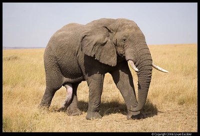 Five-Legged Elephant