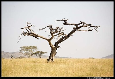 Serengeti_2275.3.jpg
