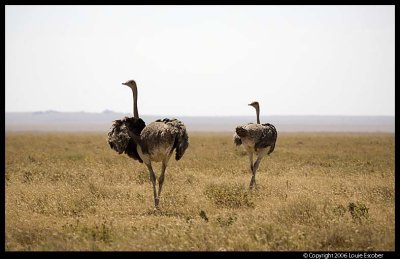 Serengeti_2299.3.jpg