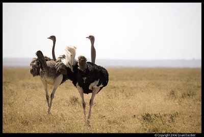 Serengeti_2301.3.jpg