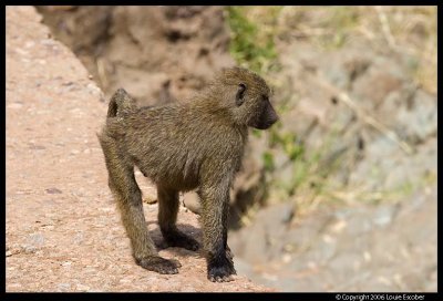 Serengeti_3082.3.jpg