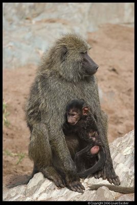 Serengeti_3092.3.jpg