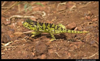 Serengeti_3119.3.jpg