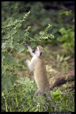 Manyara_2868.3.jpg