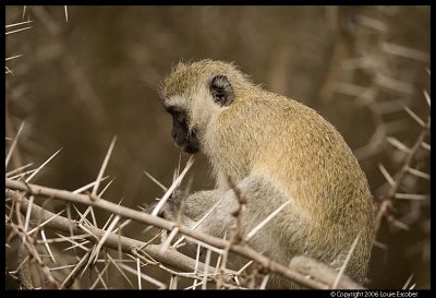 Manyara_2873.3.jpg