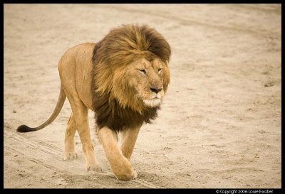 Ngorongoro_2517.3.jpg