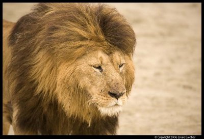 Ngorongoro_2519.3.jpg