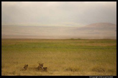 Ngorongoro_2550.3.jpg