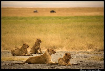 Ngorongoro_2567.3.jpg