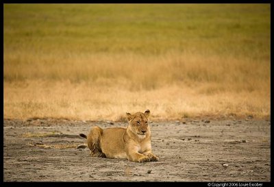 Ngorongoro_2582.3.jpg