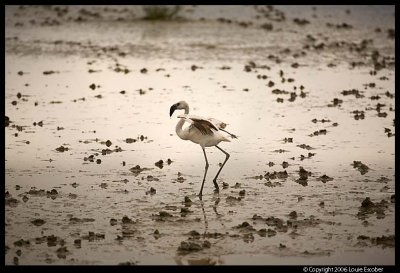 Ngorongoro_2598.3.jpg