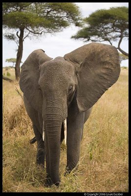Tarangire_3279.3.jpg