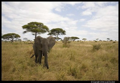 Tarangire_3280.3.jpg