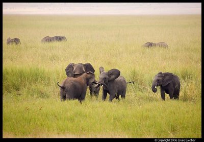 Tarangire_3321.3.jpg