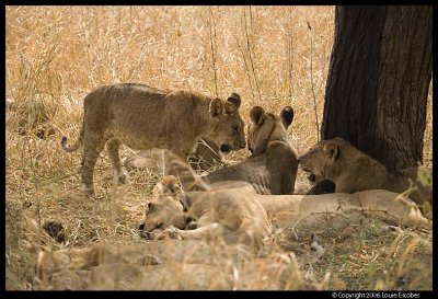 Tarangire_3437.3.jpg
