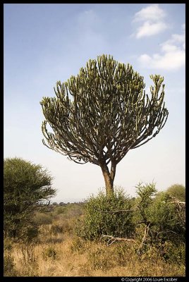 Tarangire_3488.3.jpg