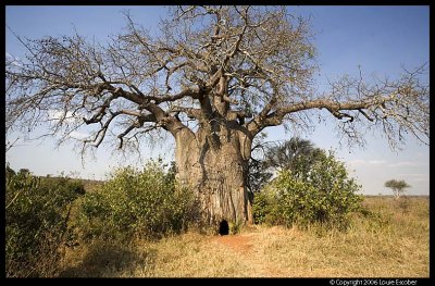 Tarangire_3490.3.jpg