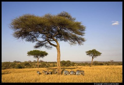 Tarangire_3509.3.jpg