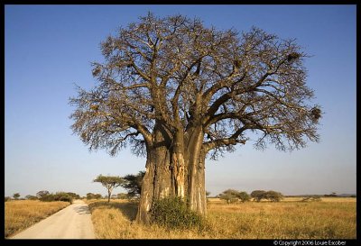 Tarangire_3514.3.jpg