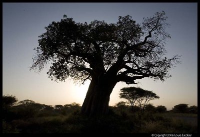 Tarangire_3519.3.jpg