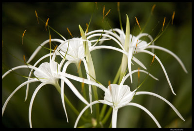 Singapore Botanic Gardens 02